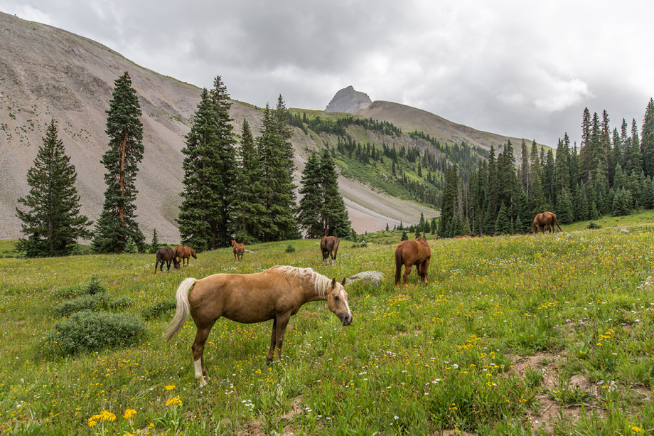 Wilderness pack trips