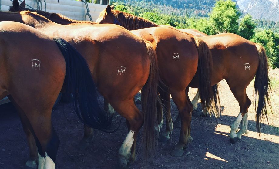 Ranch horses